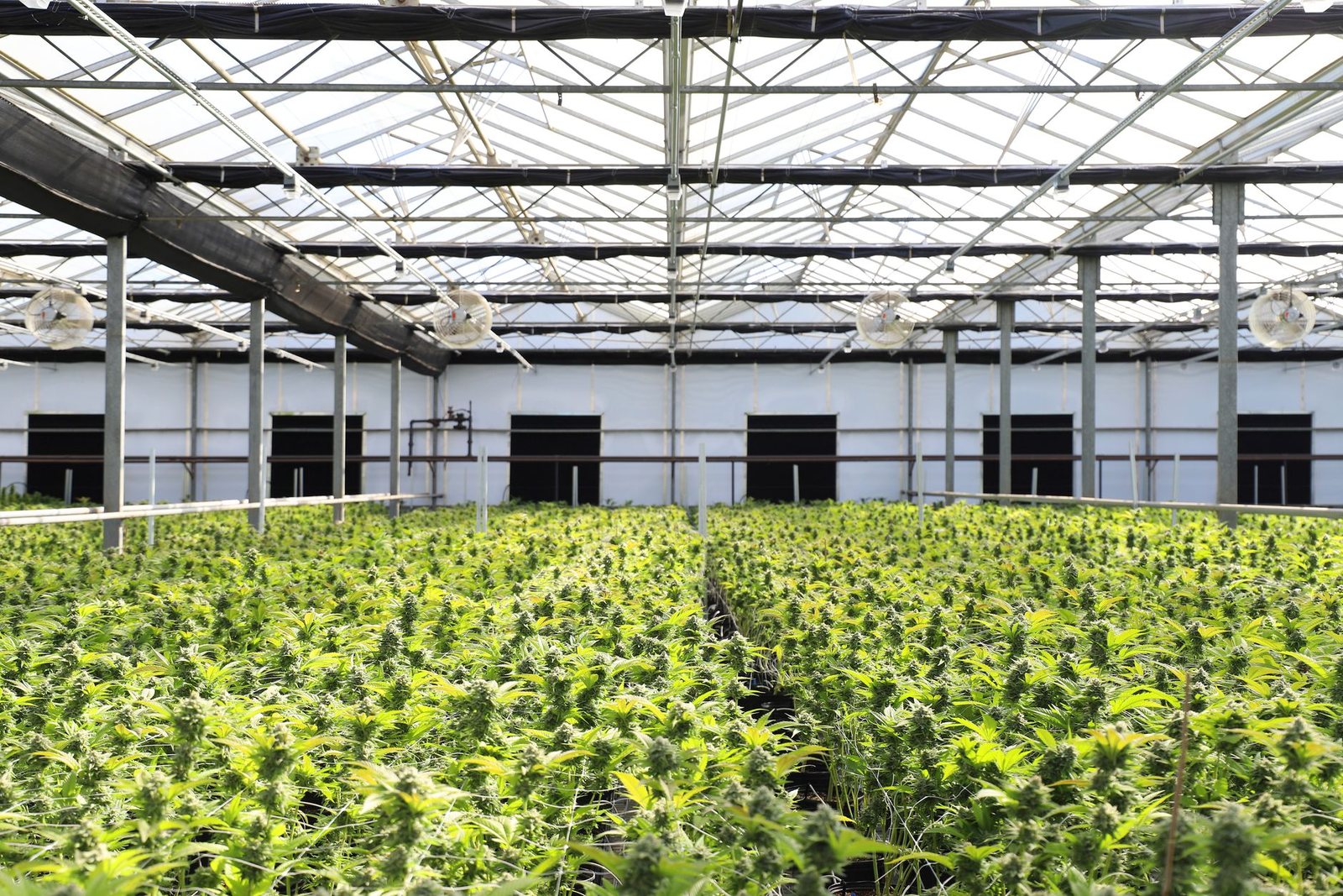 Rows of plants under glass in a regulated cultivation facility.