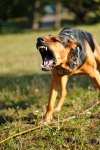 Aggressive dog barking